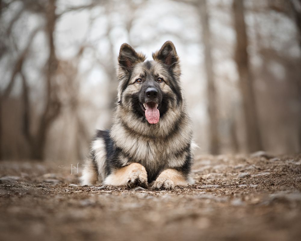 Fluffy Keeshond dog lying on forest ground with happy expression.