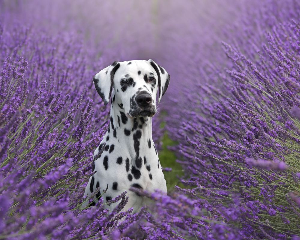 Dalmatian dog posing in purple lavender field series.