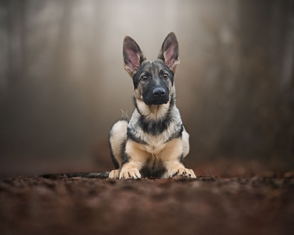 A German Shepherd puppy lies on dark ground while looking up at the camera with alert ears and expressive eyes.