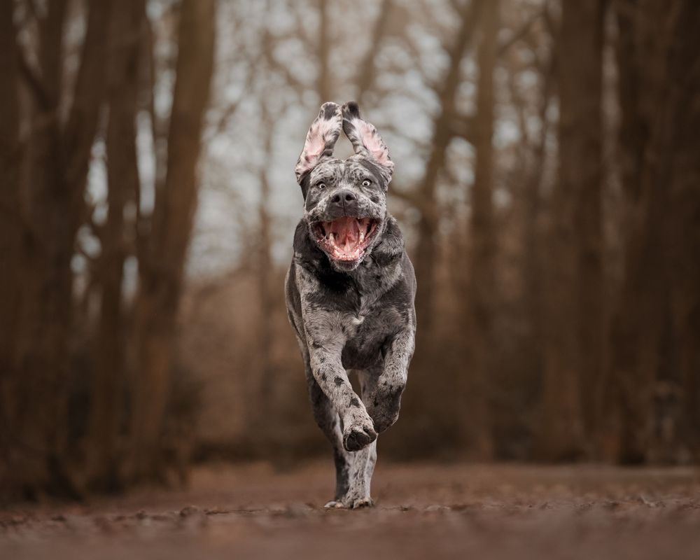 A wolf walks through a misty forest setting while baring its teeth in a threatening display.