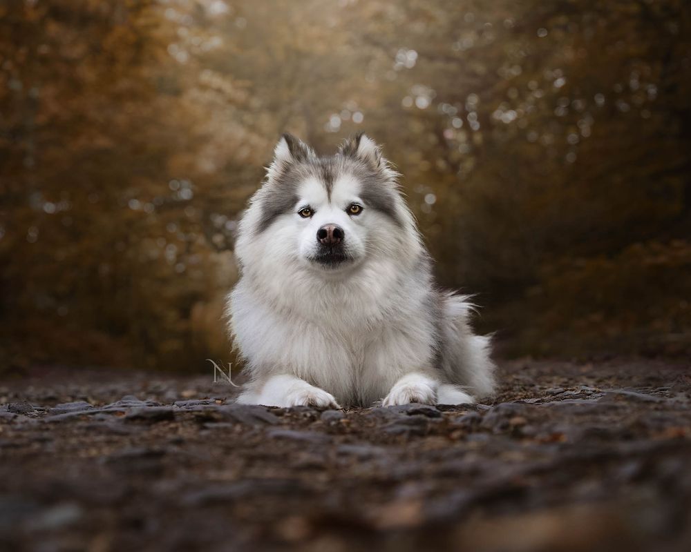 A majestic Samoyed dog with fluffy white fur lies on autumn leaves in a forest setting.