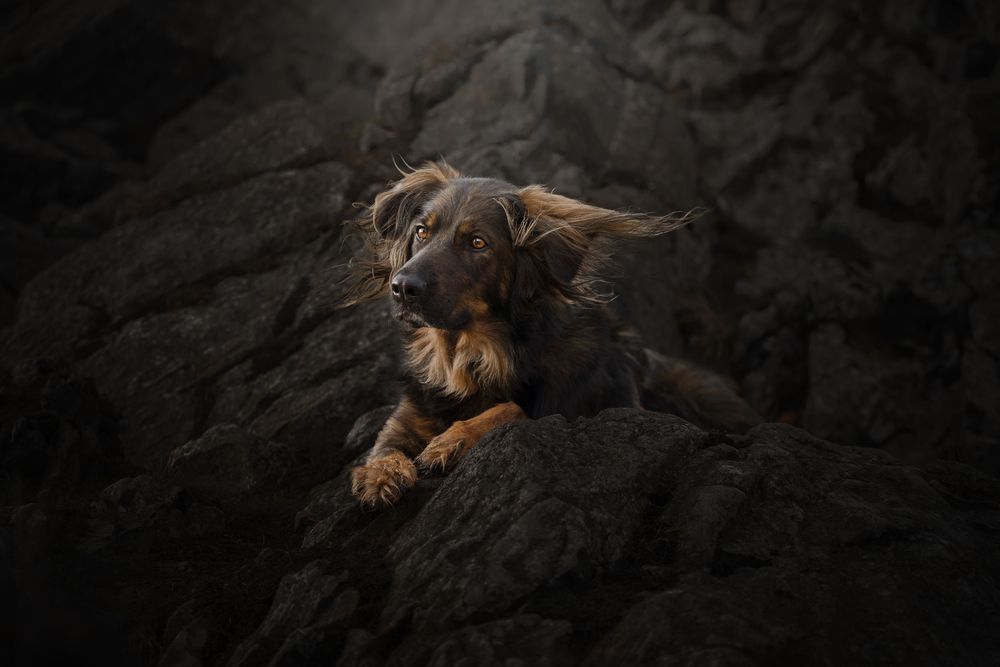 A dark-colored dachshund dog lies on a black leather couch in a relaxed sleeping position.