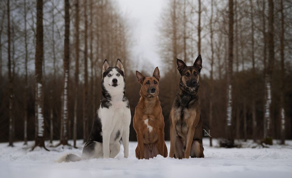 Four dogs sit together in a snowy winter forest landscape as fog creates a mystical atmosphere in the background.