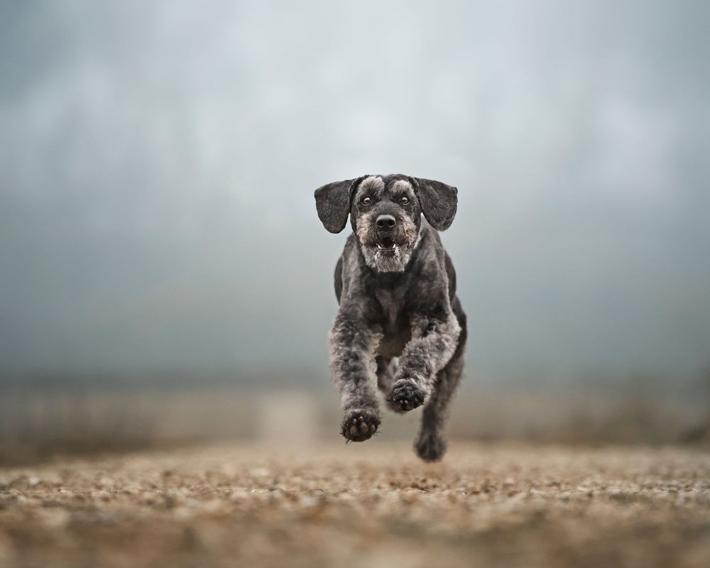 A series of action shots showing a large dog running and leaping through the air in a sandy outdoor setting.