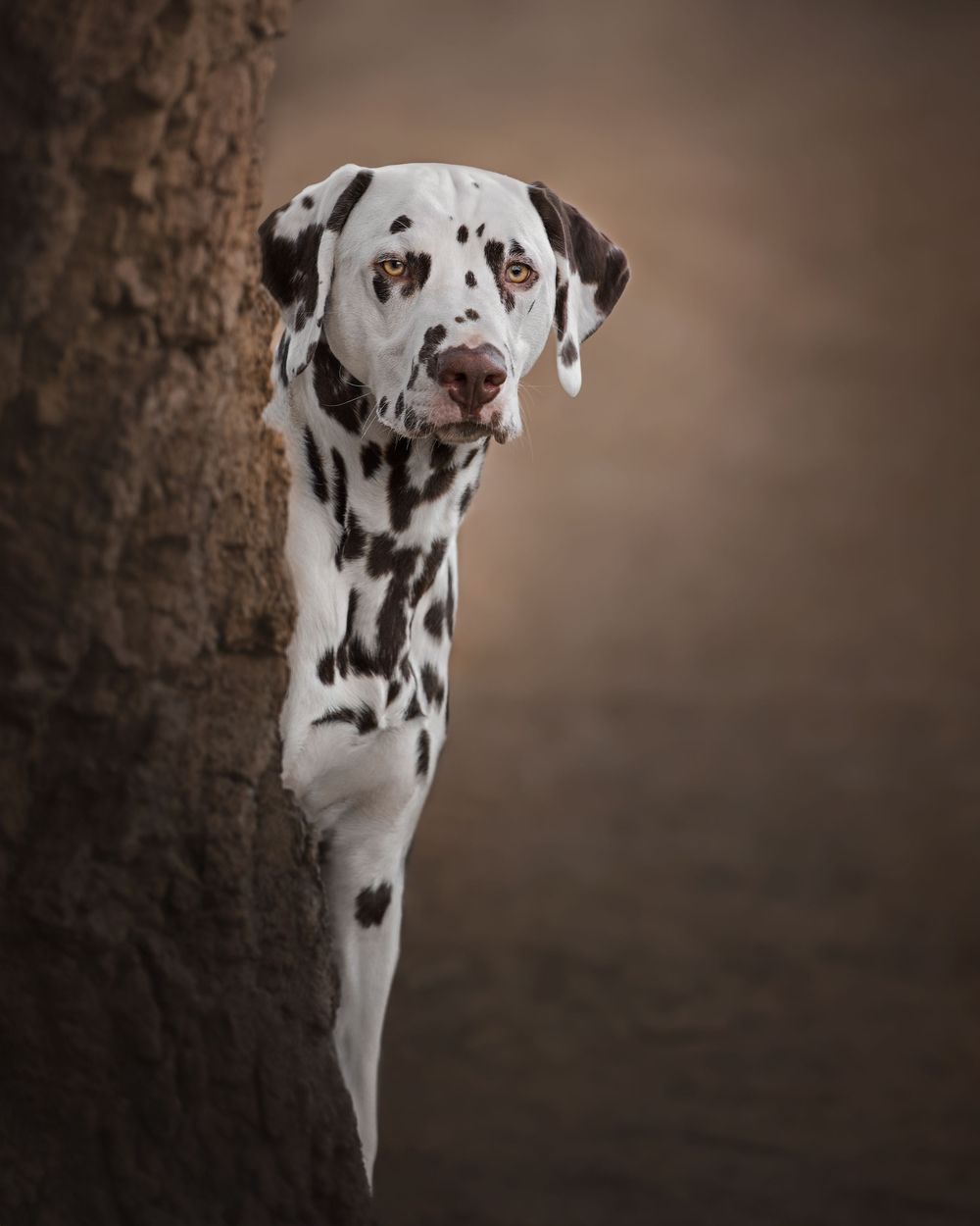 Dalmatian dog peeking playfully from behind tree trunk.