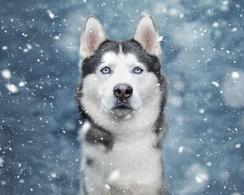 Husky dog portraits in snowy winter conditions with falling snowflakes.