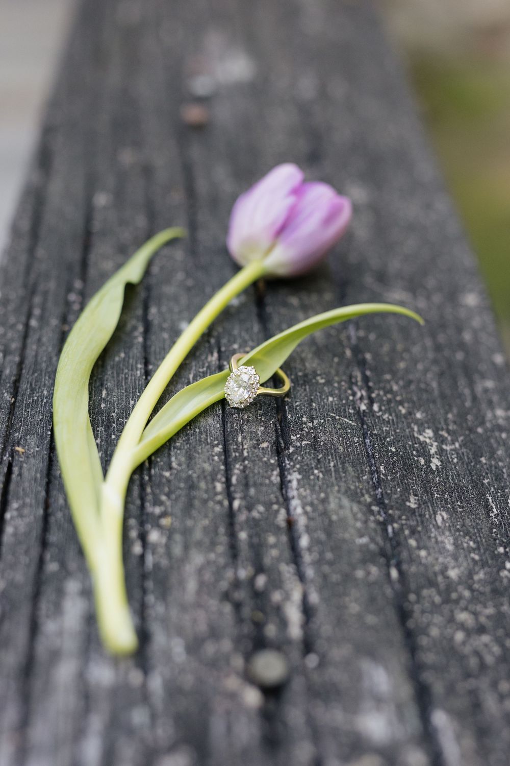 A diamond engagement ring resting on a purple tulip stem on a rustic weathered wooden surface.