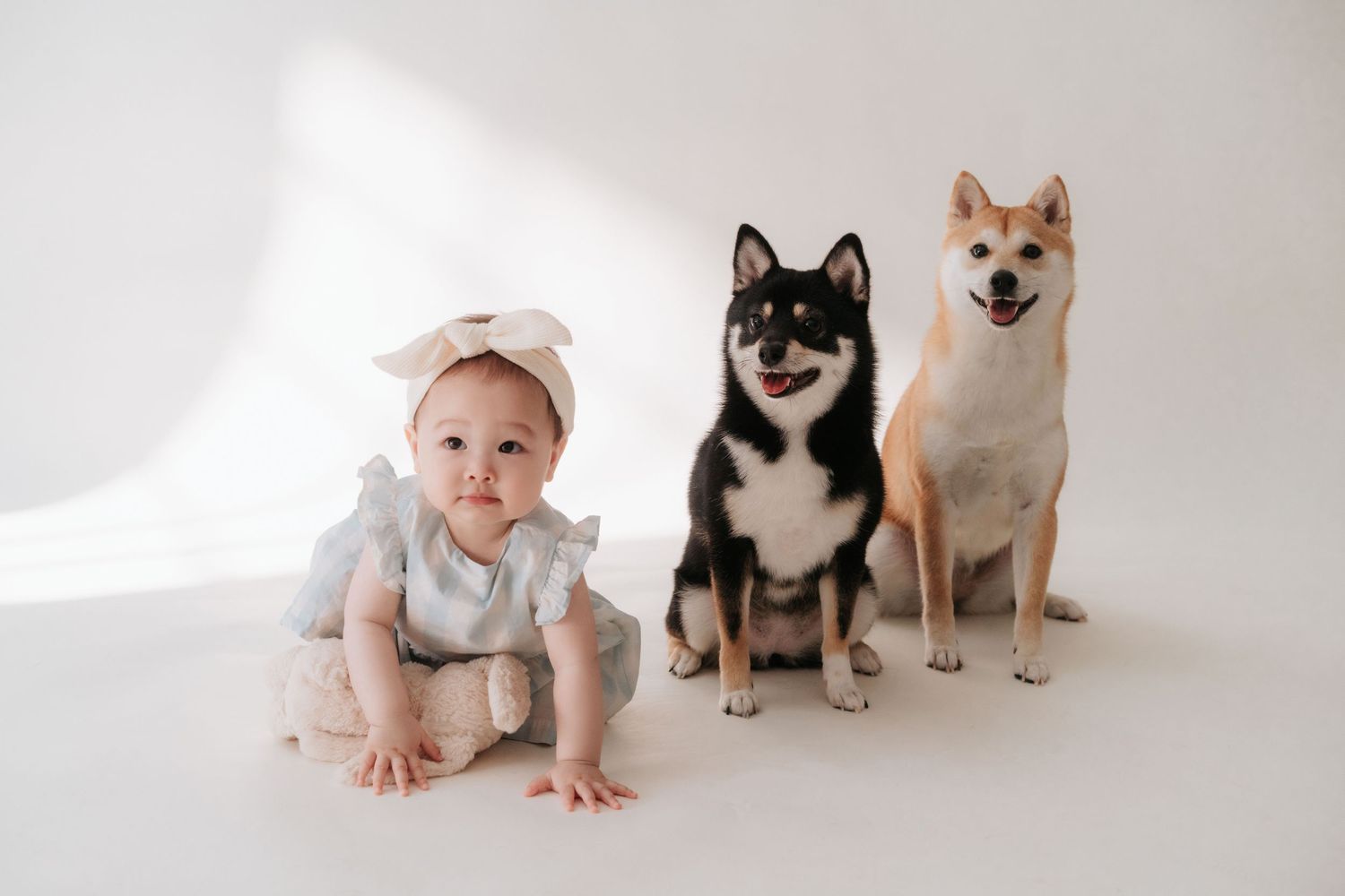 A baby crawls alongside three dogs including a Shiba Inu and Huskies in a bright white studio setting.在一個明亮的白色攝影棚裡，一個嬰兒在三隻狗（包括一隻柴犬和哈士奇）旁邊爬行。