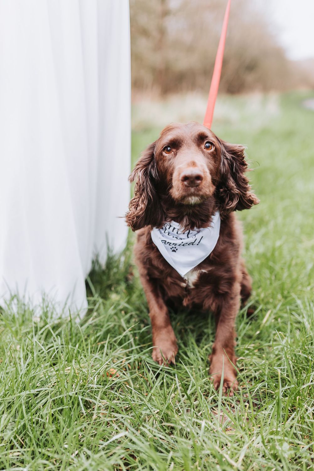 Brown spaniel puppy wearing a white bandana plays in the grass on a sunny day.