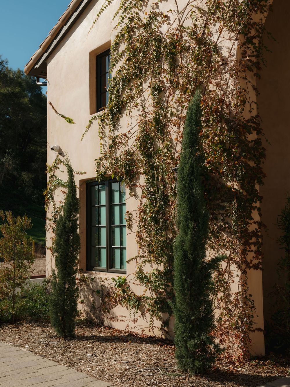 Mediterranean style building facade with cypress trees and climbing vines along the walls.