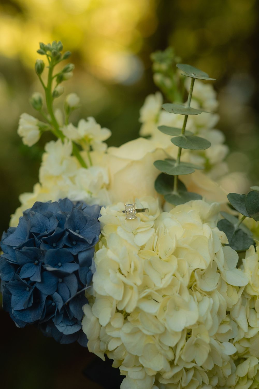 Blue and cream hydrangea flowers arranged with eucalyptus leaves in soft natural lighting.