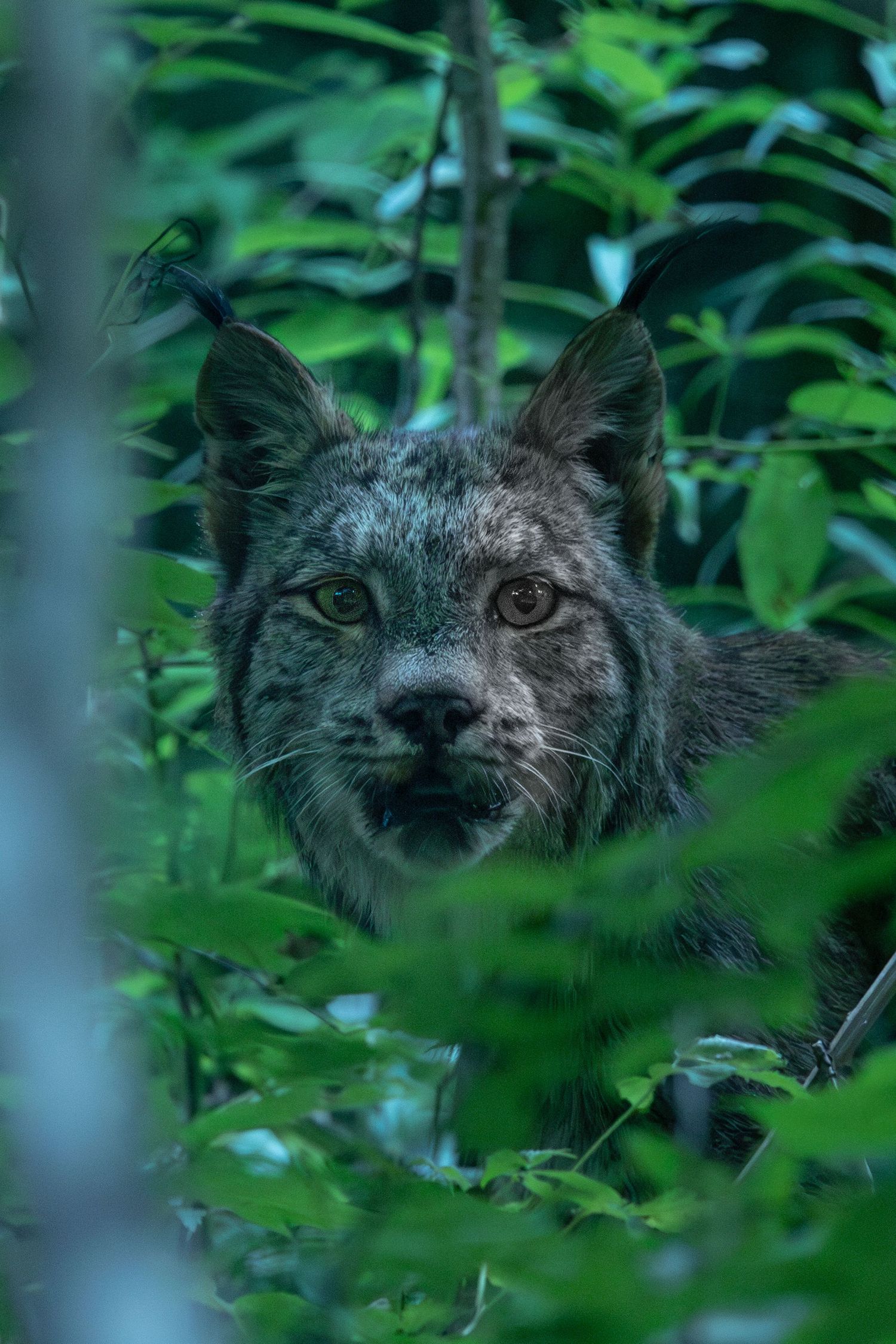 A lynx photo captured in the Maine summer