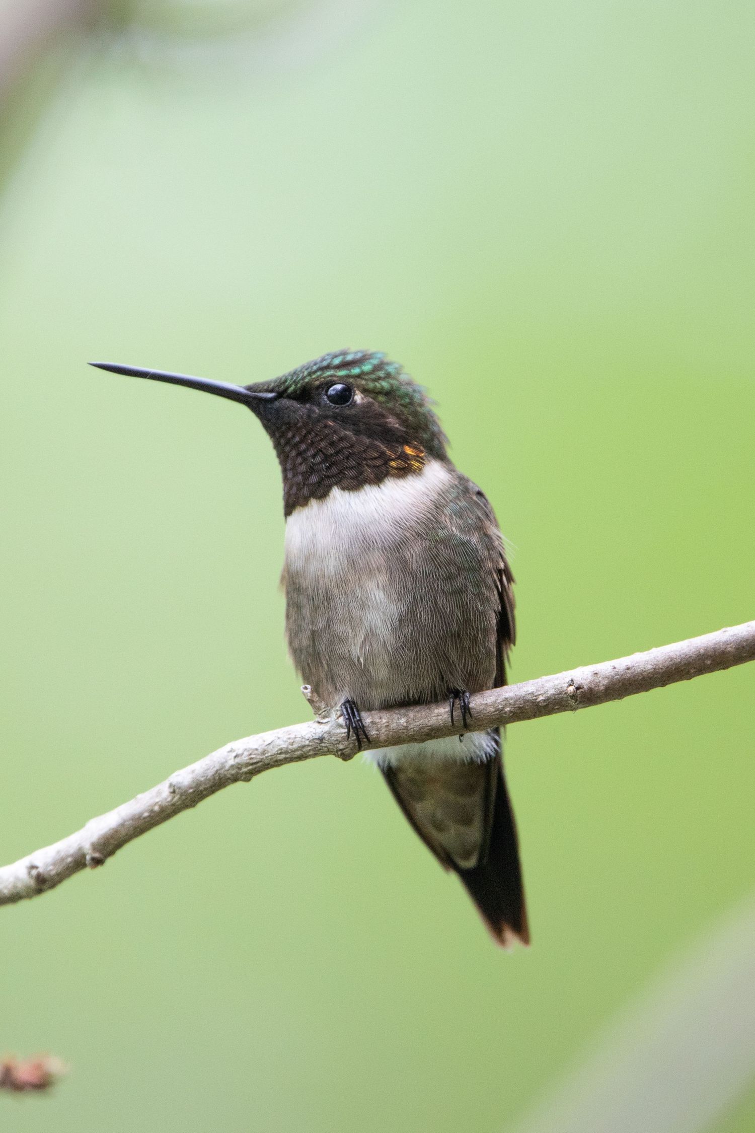 A beautiful shot of a ruby throated hummingbird in maine