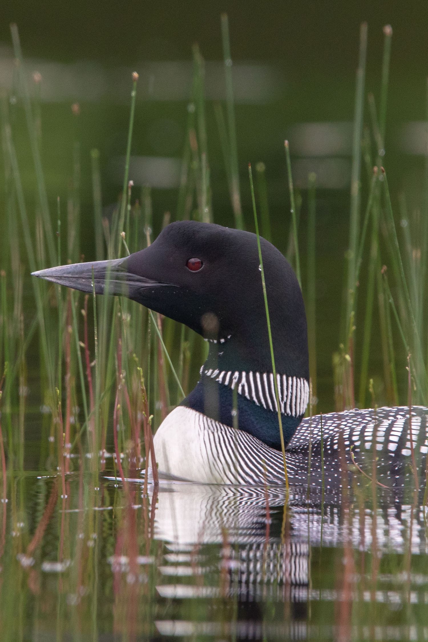 A photo of a Loon amongst the grass in Maine