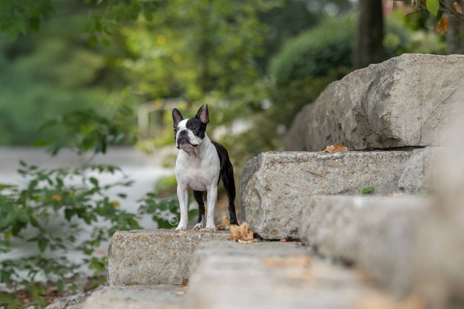 A Boston Terrier puppy sits attentively on stone steps surrounded by green foliage in an outdoor setting.