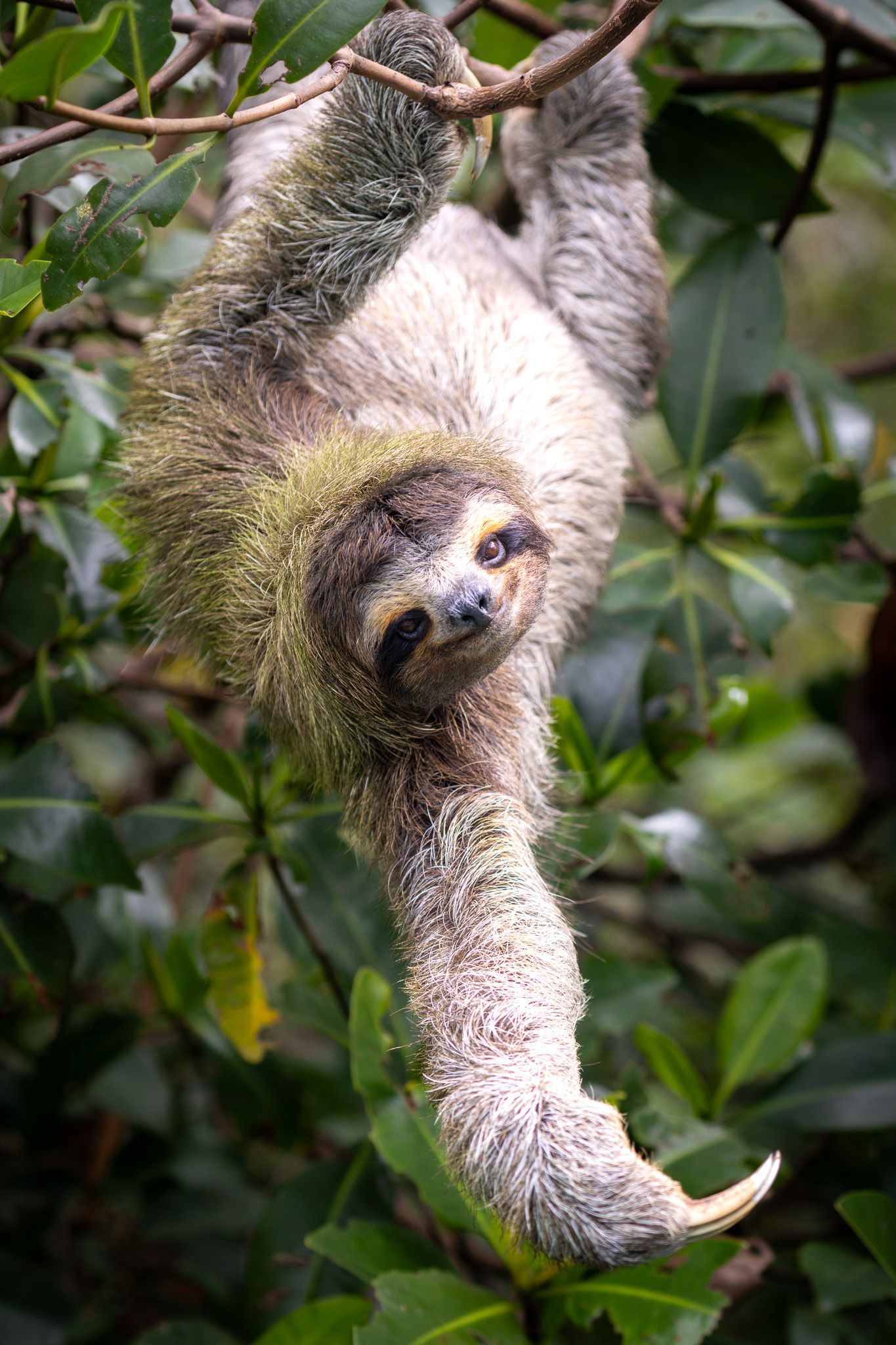 Nature photography of a three-toed sloth hanging upside down from a tree in the lush jungle of Panama.