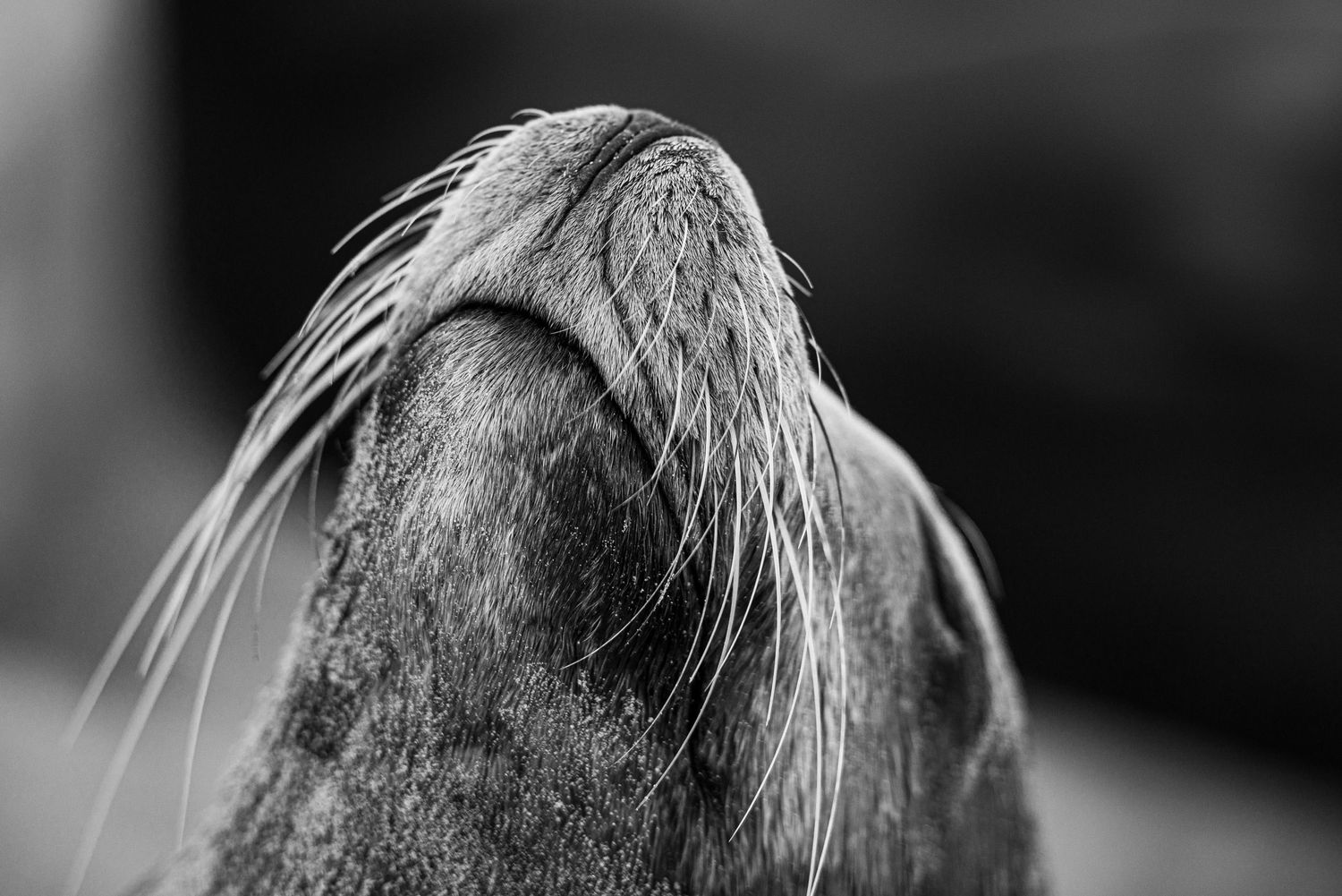 Close-up black and white photograph of a lion's mane and face showing intricate details of its fur and whiskers.