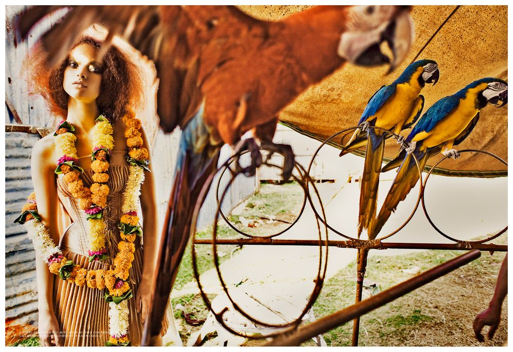 Vintage tiki decor scene with colorful macaw parrots perched on a branch against an orange backdrop.