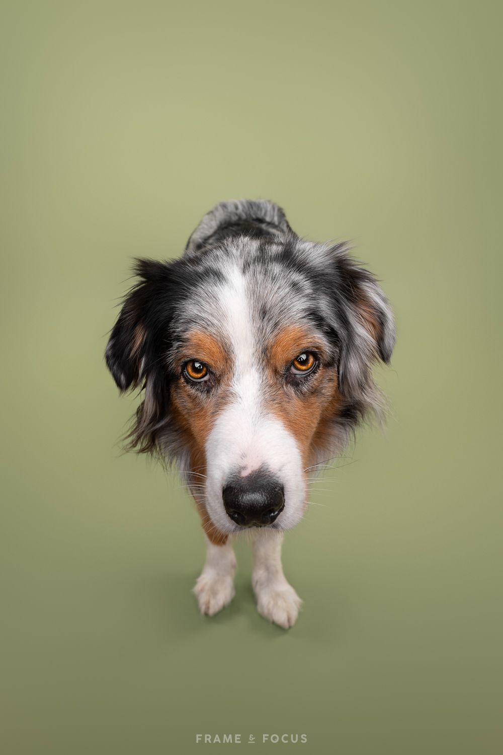 Australian Shepherd studio portret groene achtergrond