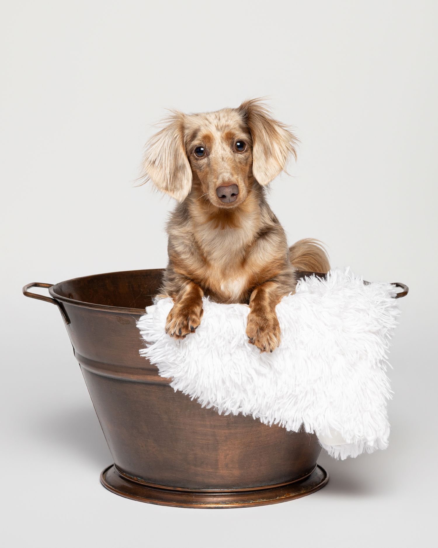 A cute dachshund puppy sits in a rustic copper tub with a fluffy white blanket against a white background.