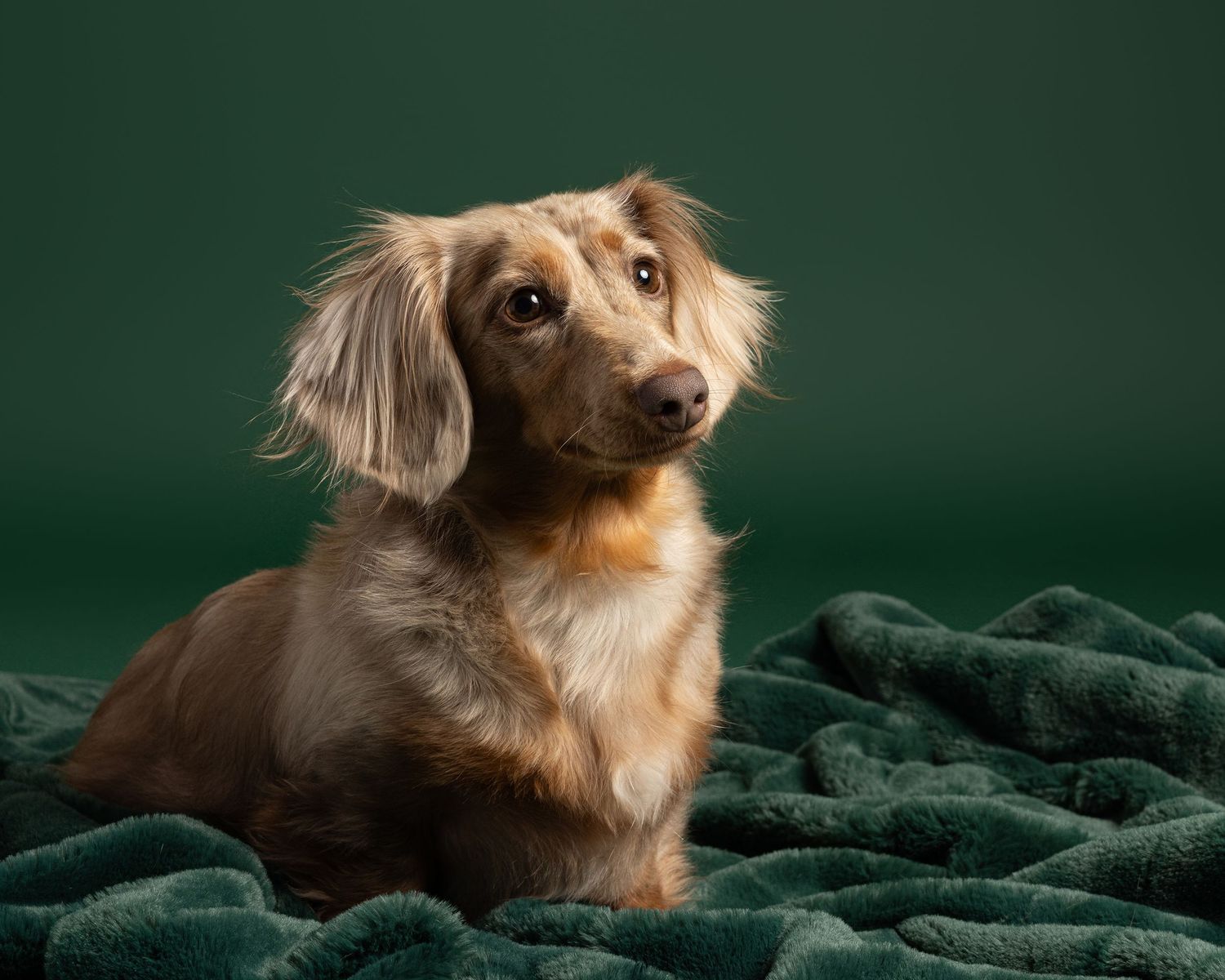 Dachshund poses against dark green backdrop with expressive eyes and tilted head.