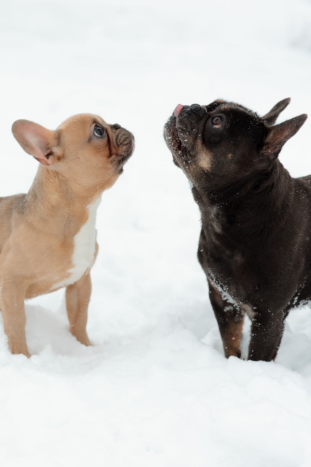Two French bulldogs, one tan and one black, looking upward in snow.