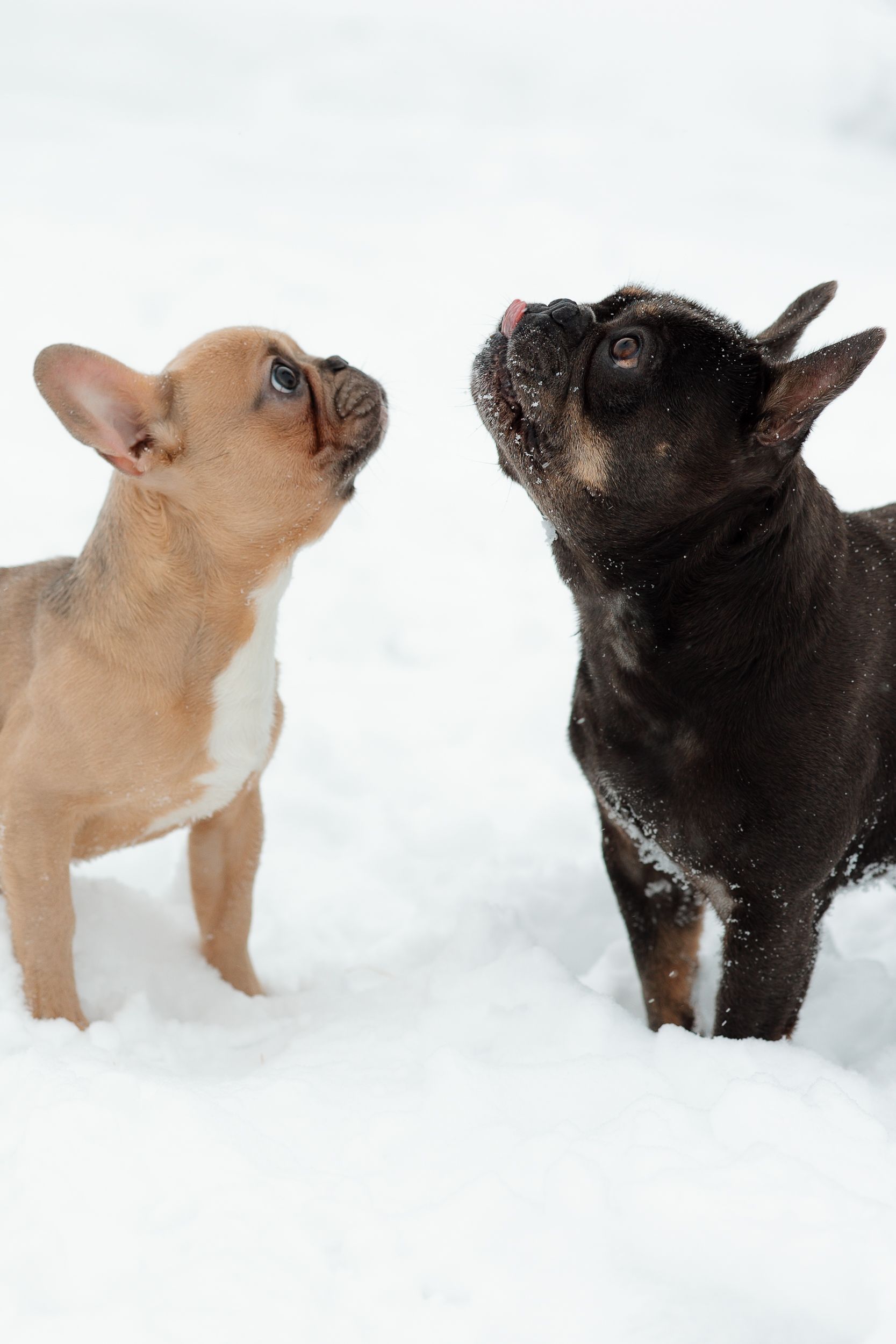 Two French bulldogs, one tan and one black, looking upward in snow.