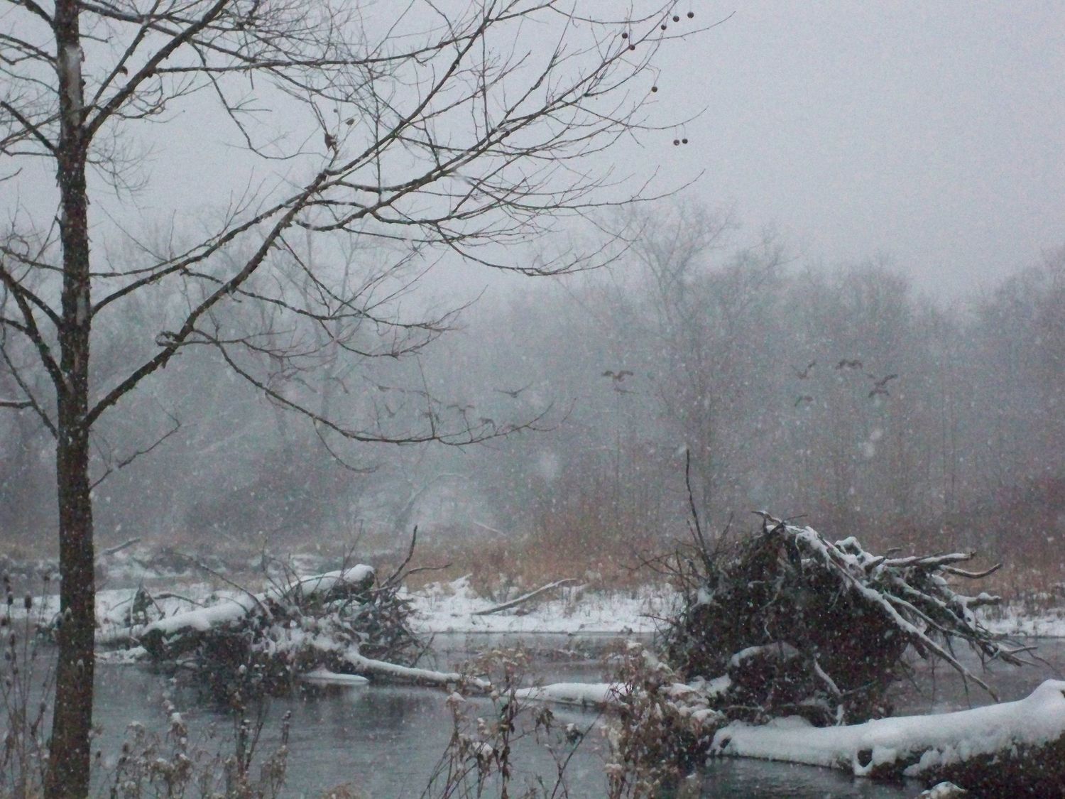 A snowy winter landscape with bare trees and a frozen pond in misty conditions.
