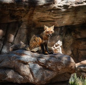 Red fox stands alert in a rocky cave entrance at the Grand Canyon.