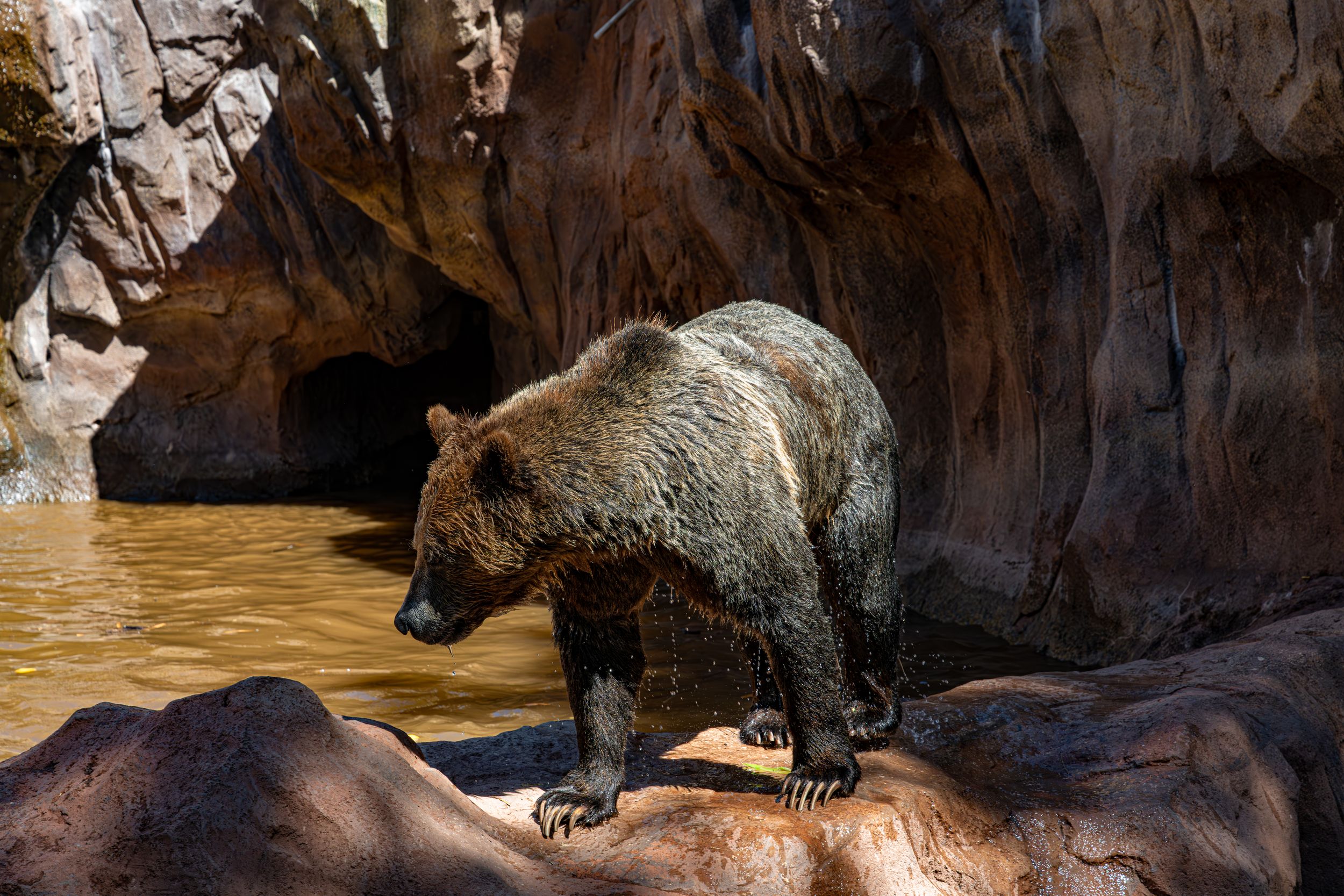 Grizzly bear navigates rocky terrain near a cave entrance in the wilderness.
