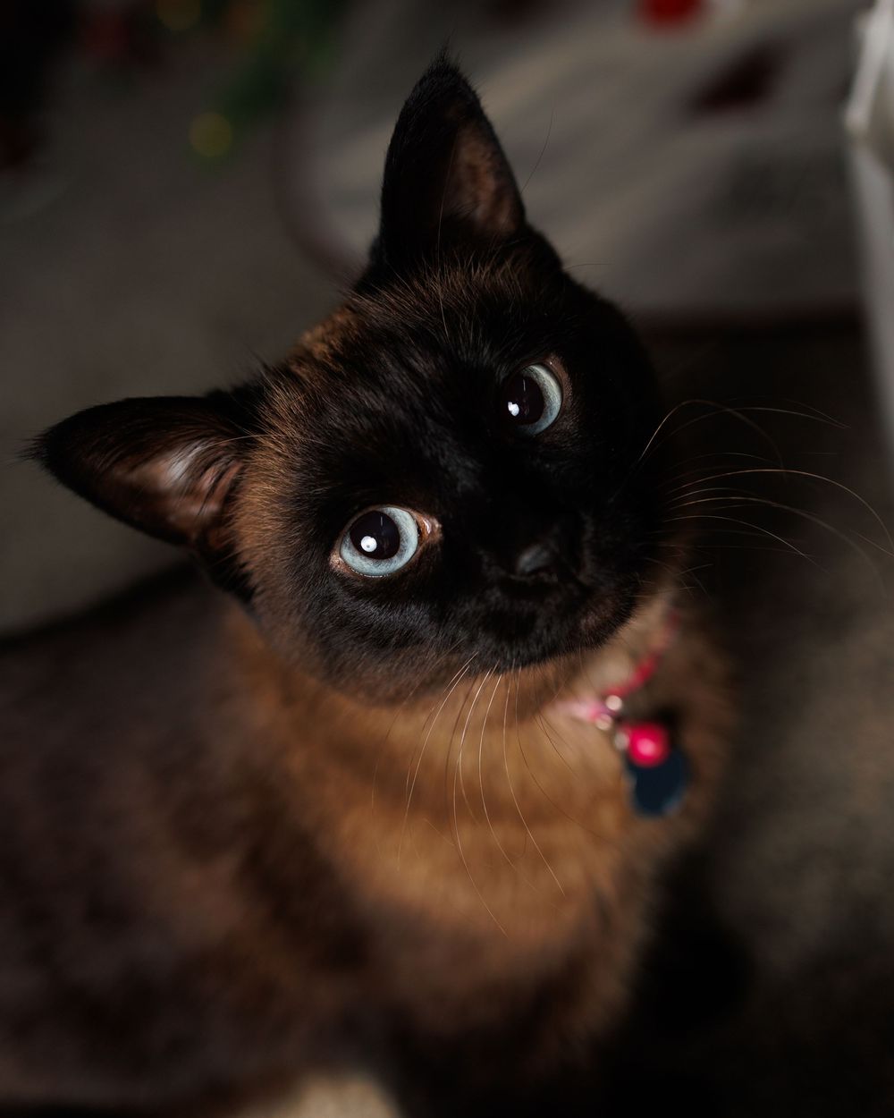 Close-up series showing different angles of a Siamese cat's striking blue eye illuminated against a dark background.