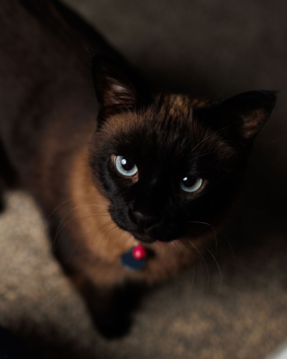 A Siamese cat with striking blue eyes gazes at the camera wearing a pink collar in a moody dark portrait.