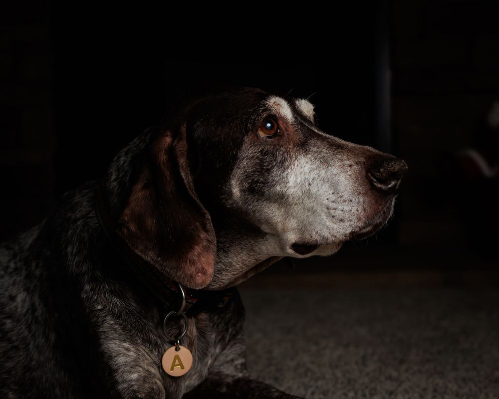 German Shorthaired Pointer dog portraits in dramatic low key lighting showing detailed facial features and expressions.