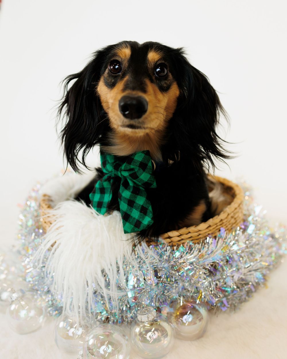 A long-haired dachshund wearing a green plaid bandana poses with silver tinsel garland for a festive holiday photo.