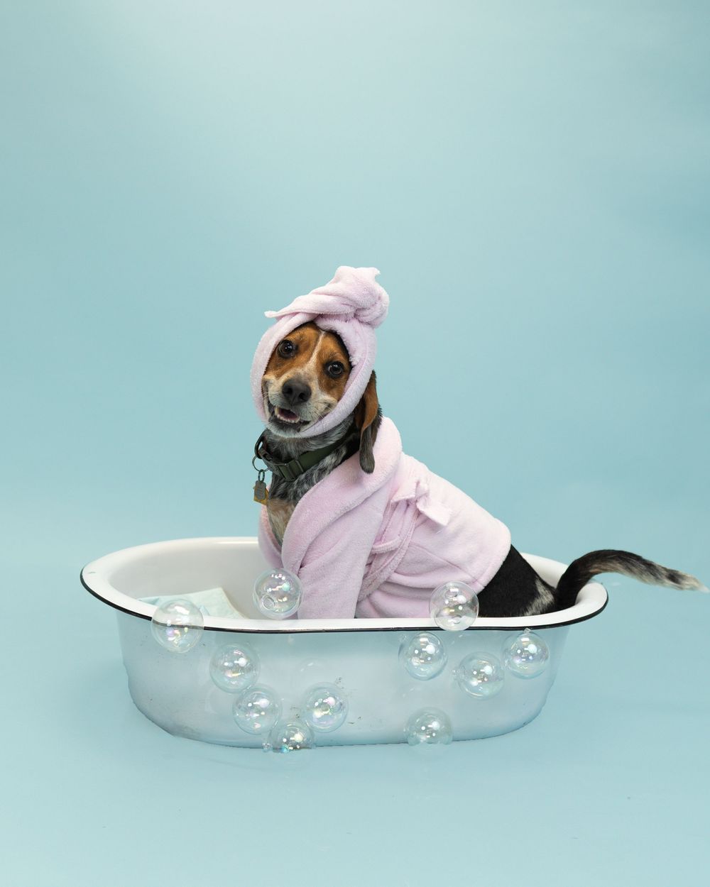Small dog wearing a pink robe and shower cap relaxes in a vintage bathtub with bubbles against turquoise background.