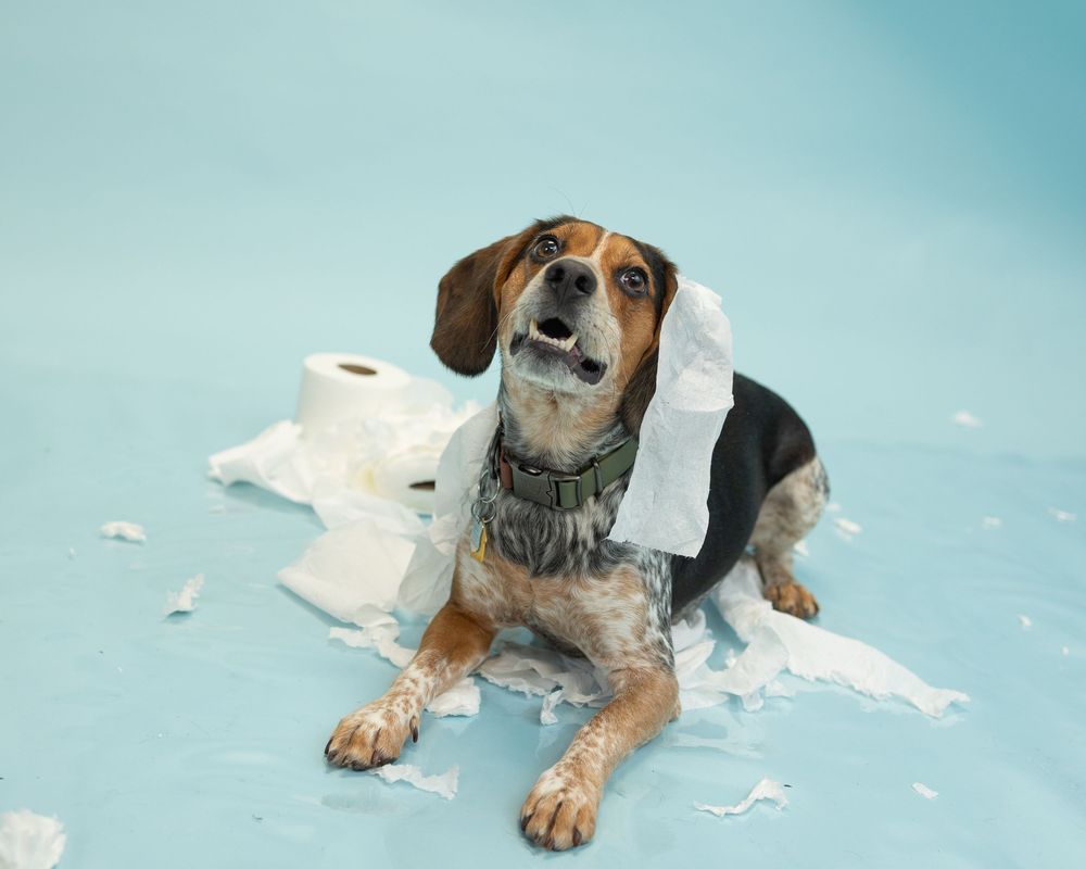 A beagle dog shreds paper into tiny pieces while lying on a light blue floor, shown in sequential action shots.