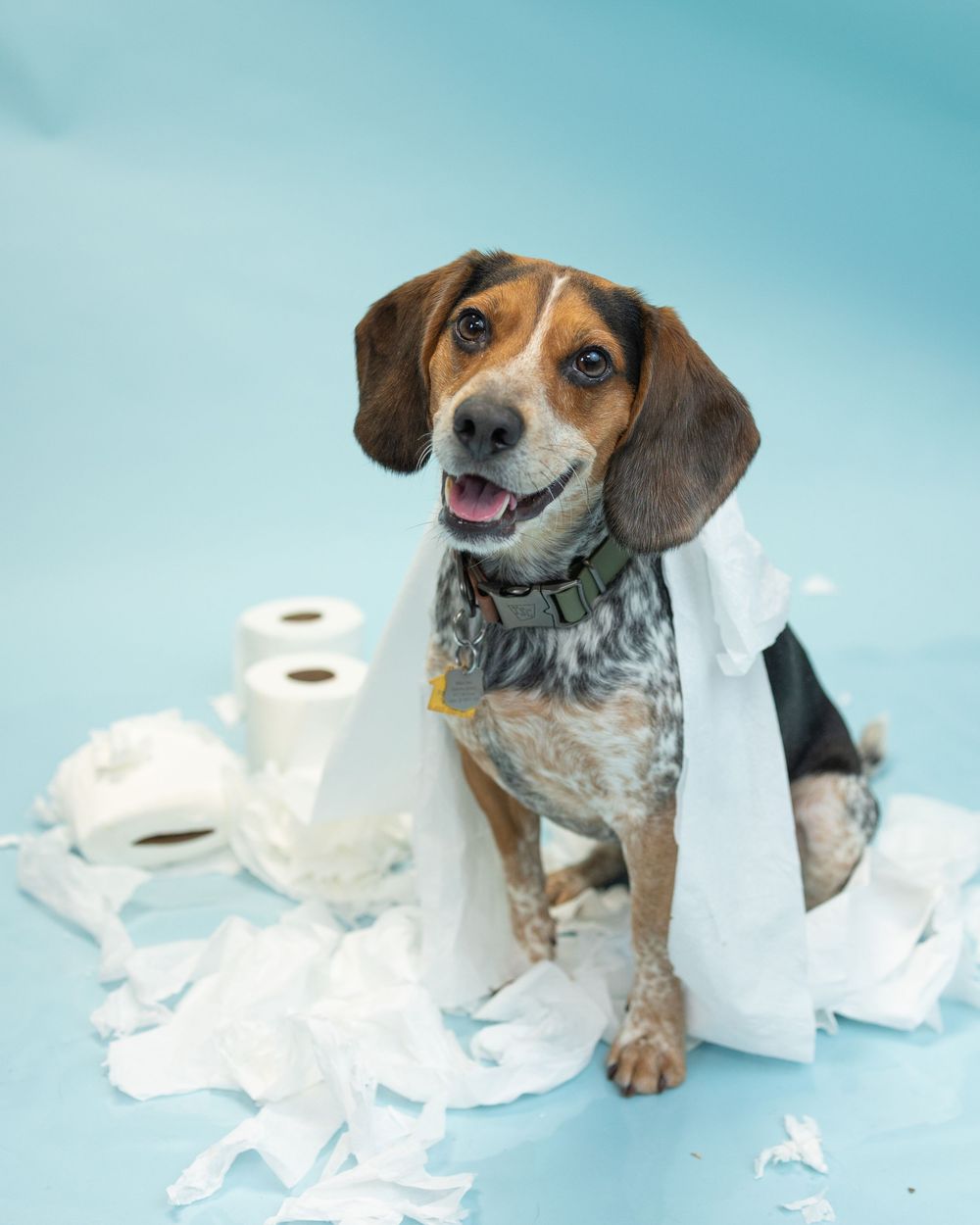 Mischievous beagle caught with shredded toilet paper rolls sits playfully on blue background showing guilty expression.