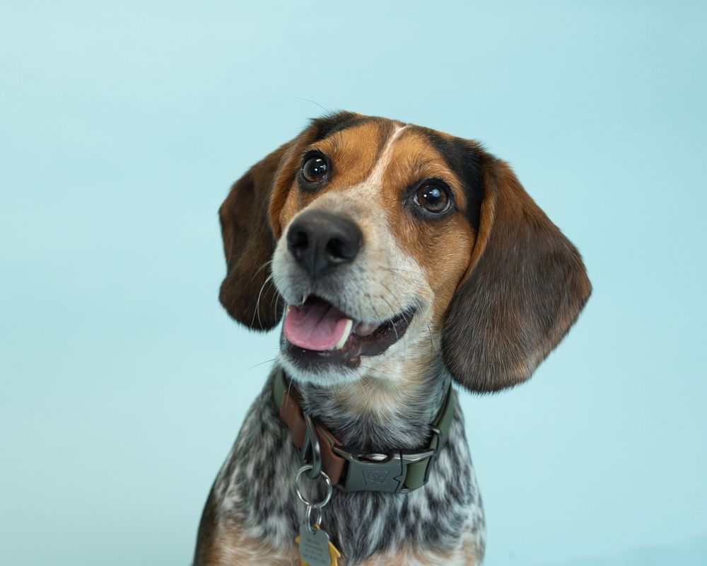 Happy Beagle mix dog with brown and white spotted coat smiling against light blue background.
