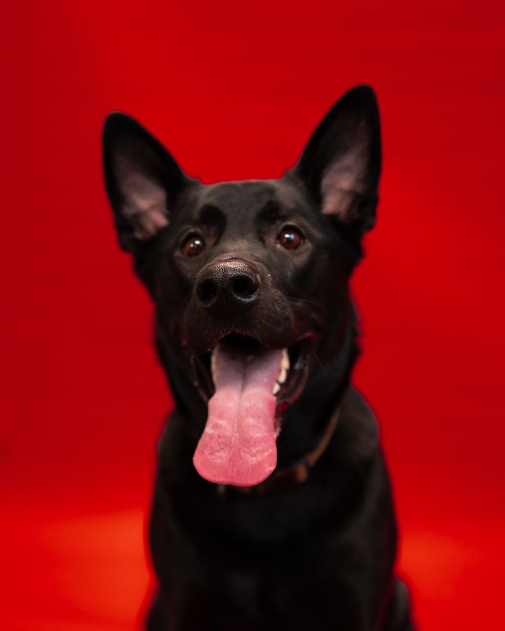 A happy black German Shepherd dog with a red background showing its tongue and perked up ears.