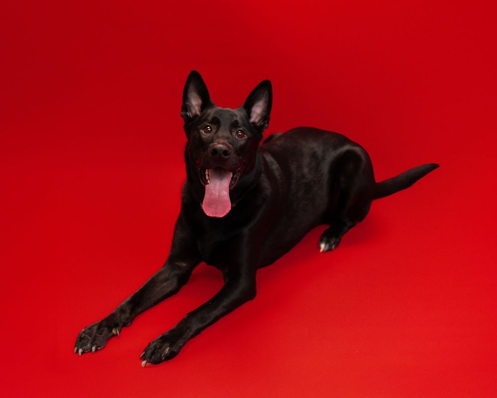 A sleek black dog with pointed ears lies alert on a bright red background with mouth open in a playful expression.