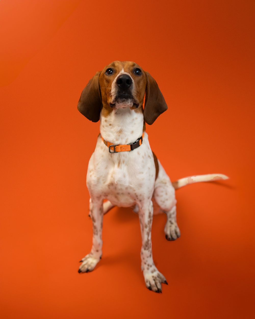 English Pointer dog standing alertly with white and brown spotted coat against vibrant orange background.
