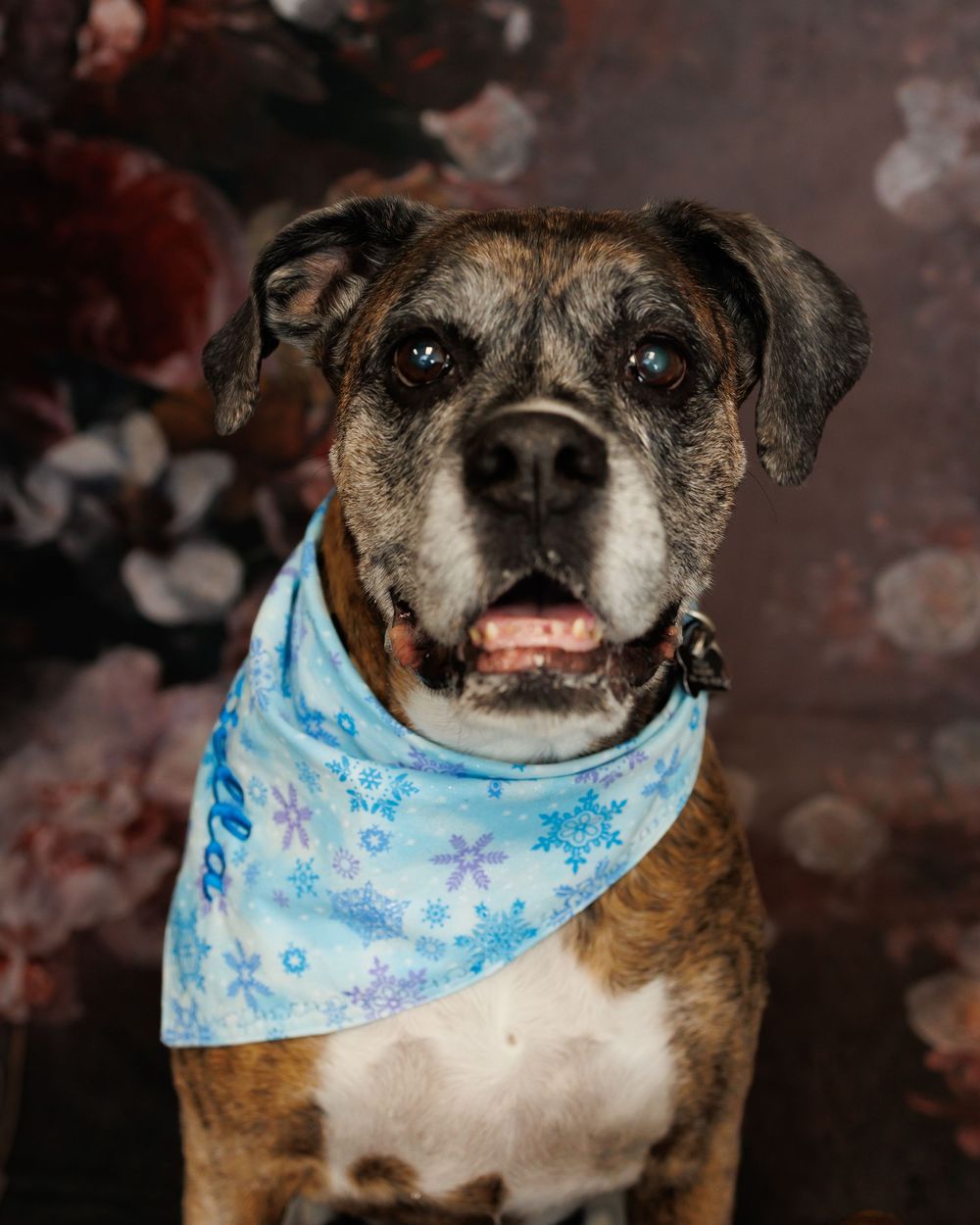 Senior brown and white dog wearing a light blue floral bandana smiles at different angles in a portrait collage series.