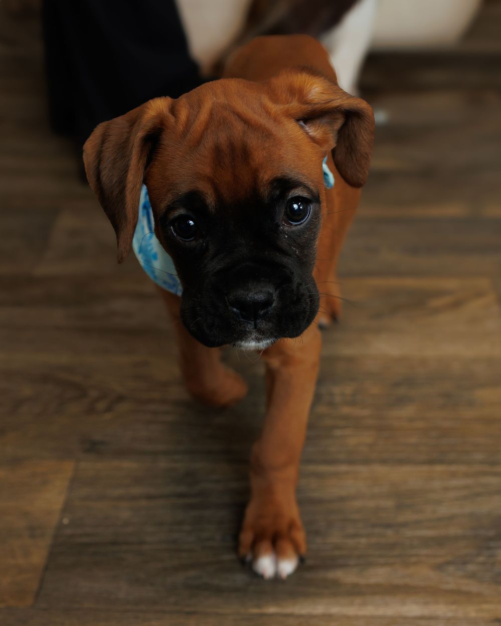 Adorable brown Boxer puppy with black mask and white paws looking up while standing on hardwood floor.