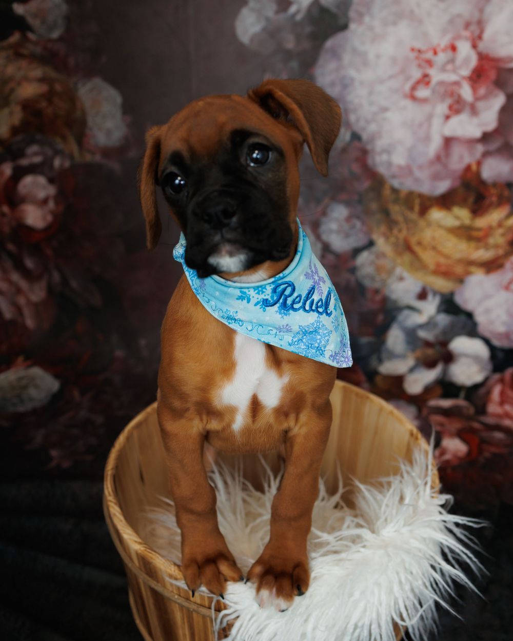 A boxer puppy wearing a blue bandana sits in a wicker basket against a floral backdrop.