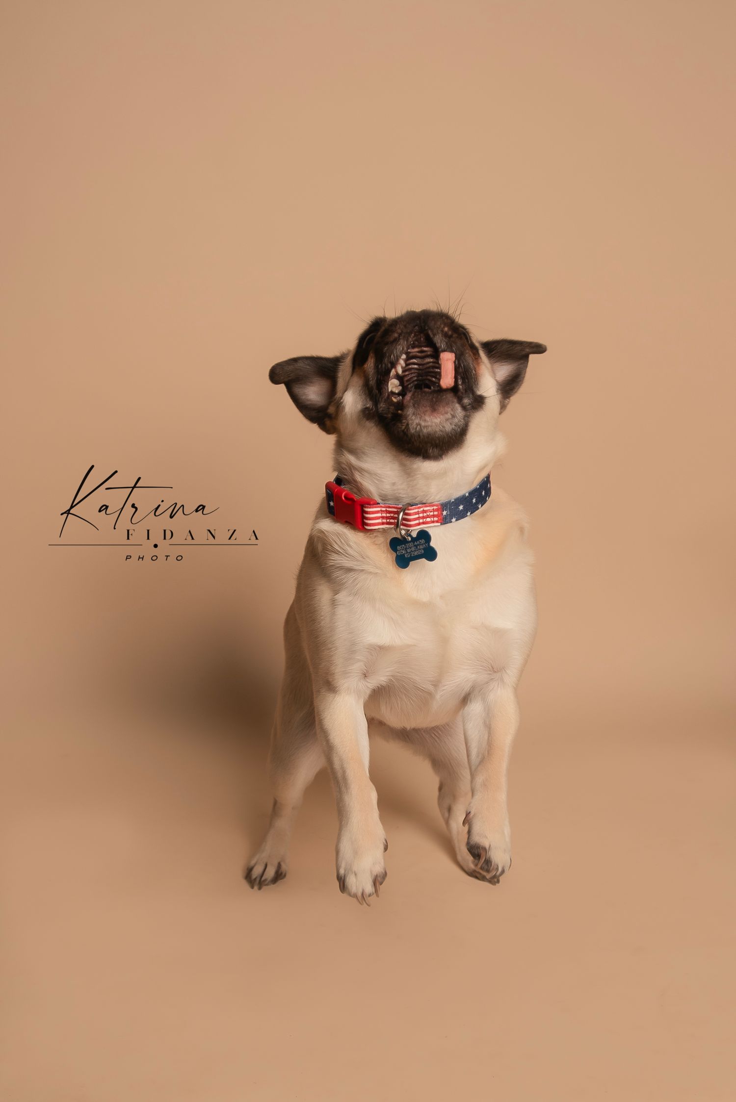 Pug dog wearing patriotic American flag bow tie collar laughs joyfully against beige studio background.