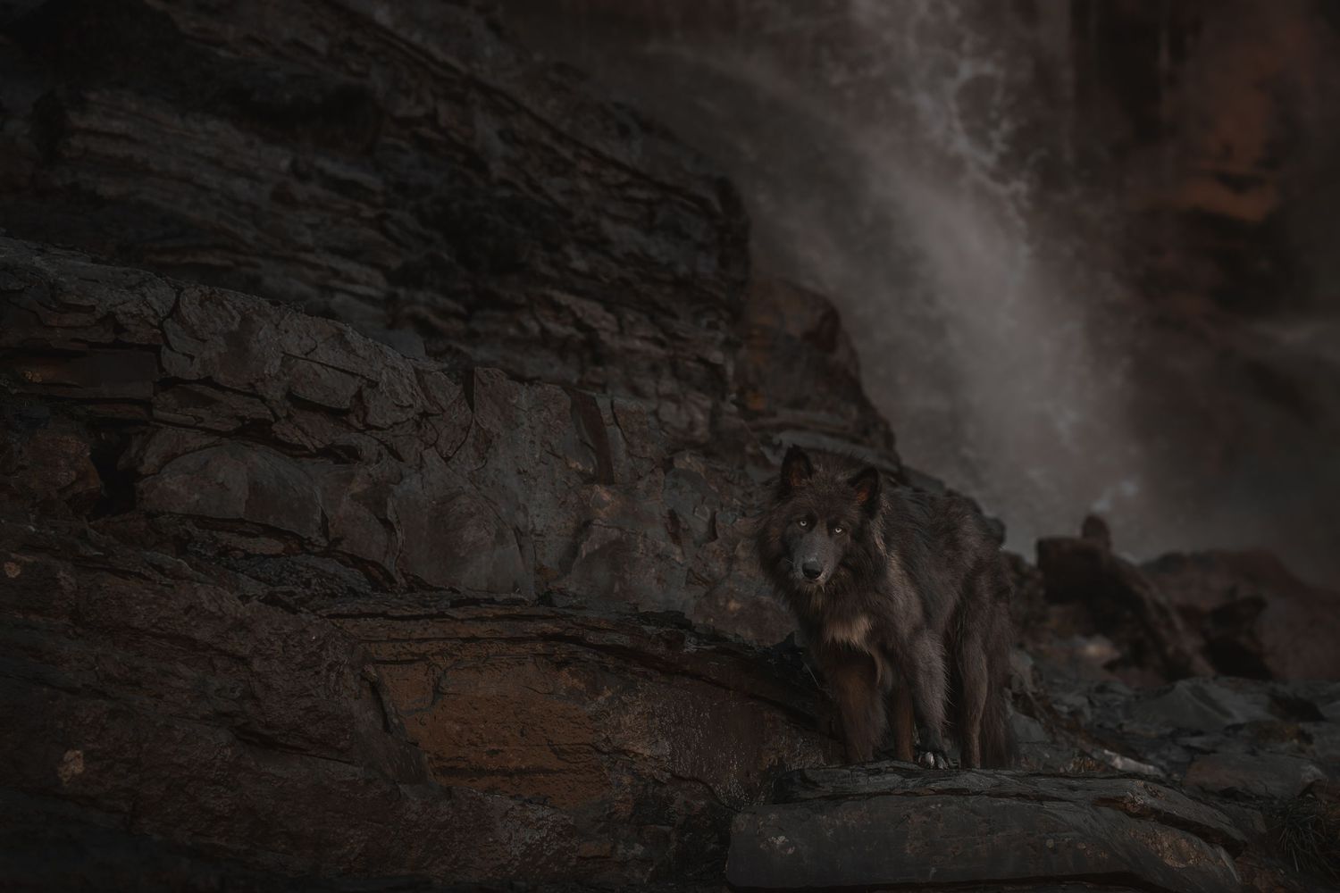 Wolf-dog at waterfall in Utah