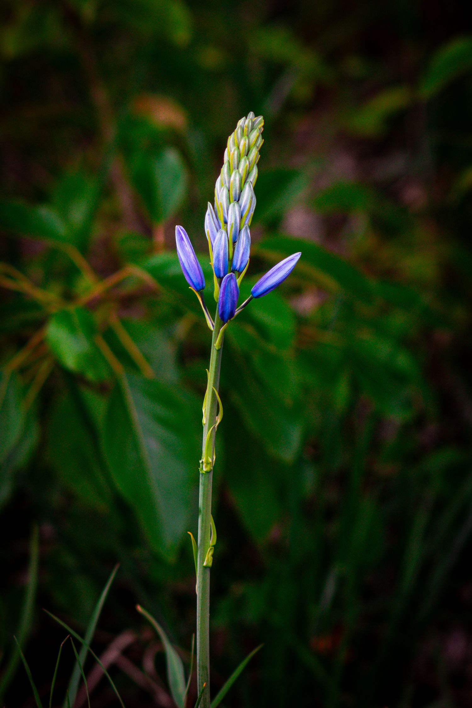 Purple wildflower blooming in stages against blurred green background.
