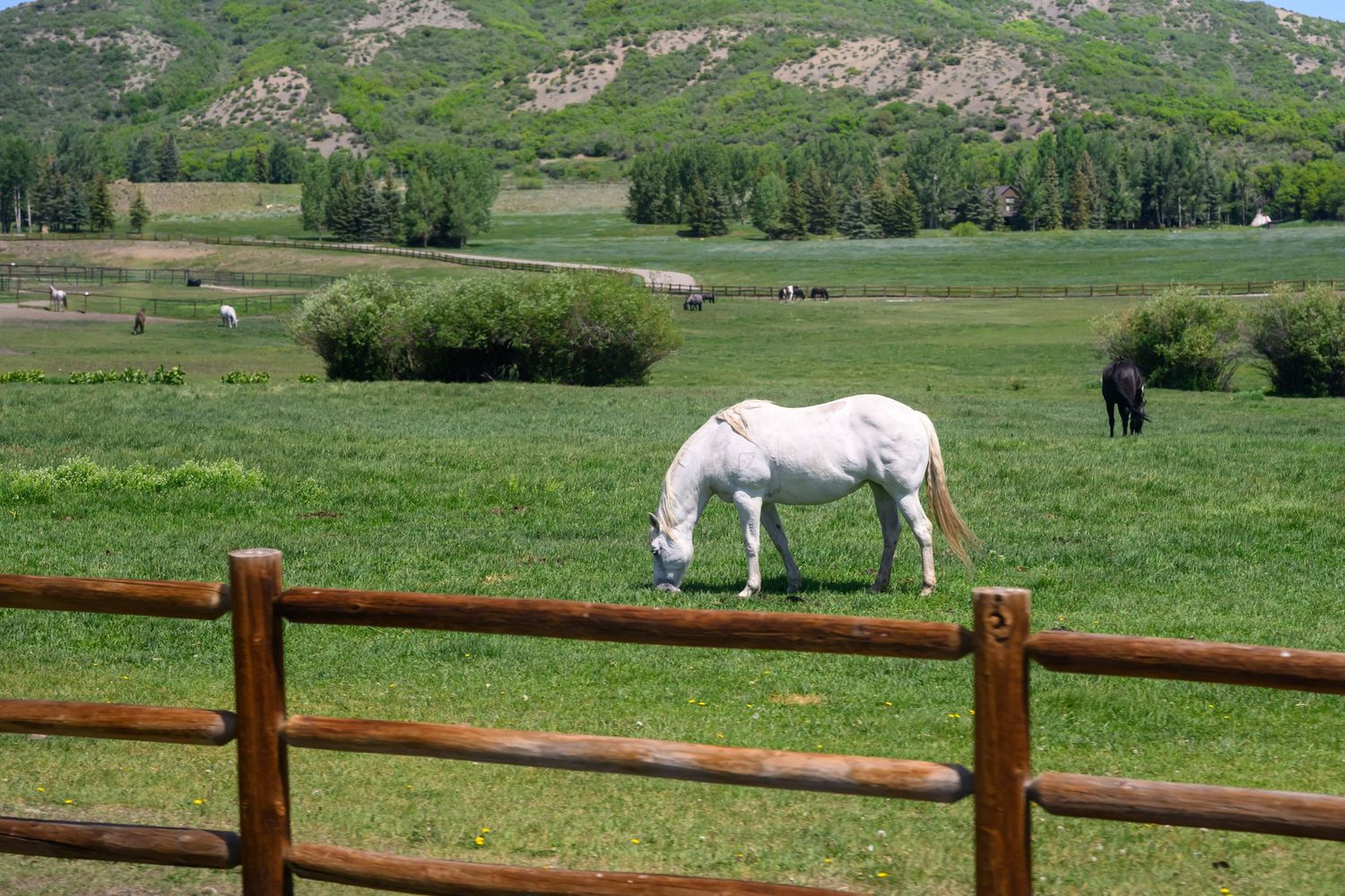 A white horse grazing in a green pasture behind a wooden fence with mountain scenery in the background.