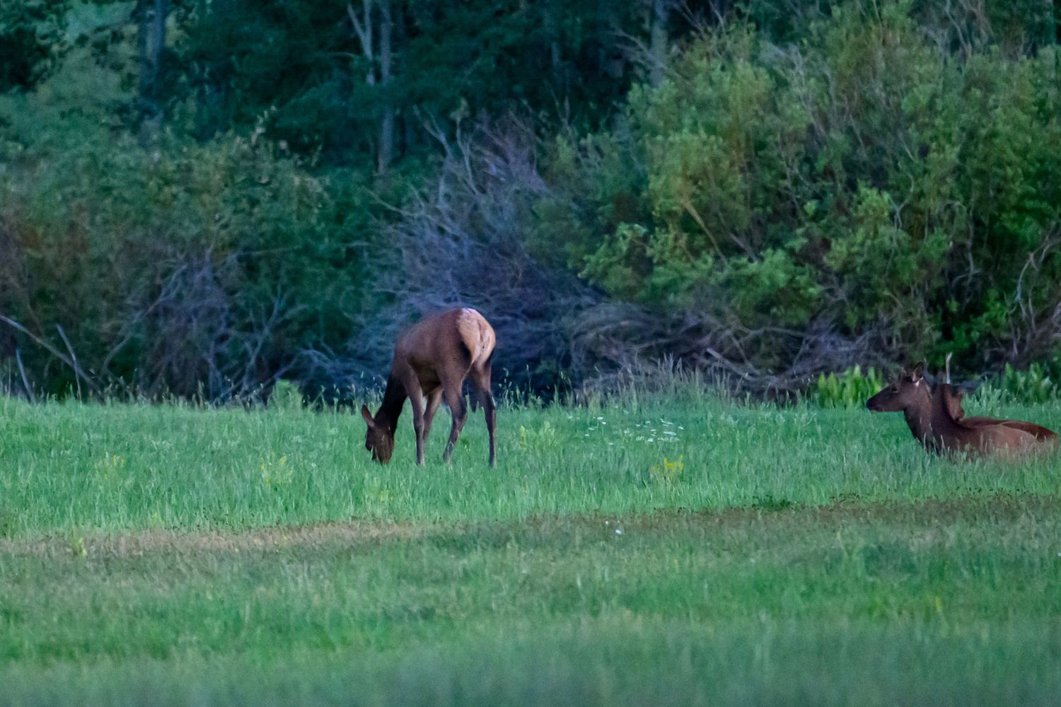 Two brown elk grazing on a lush green meadow near a forested area at dusk.
