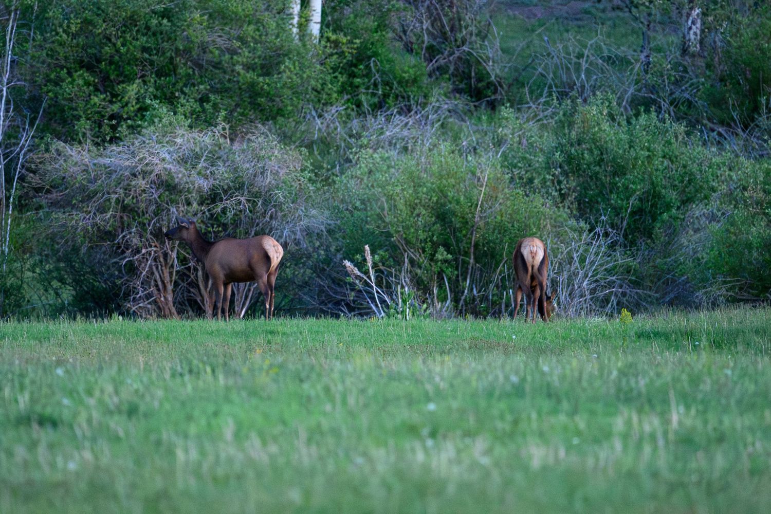 Three brown elk grazing near dense shrubs and trees on a green meadow in soft evening light.